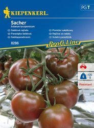 Pomidor sałatkowy Sacher F1 Solanum lycopersicum