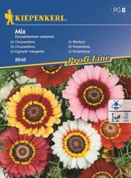 Złocień Chryzantema mieszanka