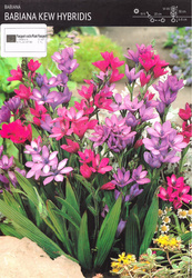 Babiana Kew Hybridis - 10 szt.