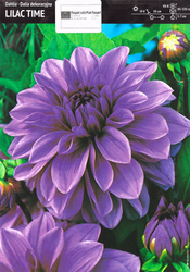 Dalia Lilac Time - 1 szt. 