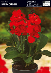 Kanna Niska, Doniczkowa Happy Carmen - 1 szt.