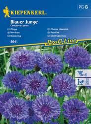 Chaber bławatek Blauer Junge Centaurea cyanus