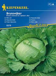 Kapusta biała Brunswijker Brassica oleracea var. capitata f. alba