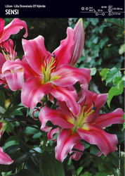 Lilium  -Lilia Drzewiasta Sensi  - 1 szt