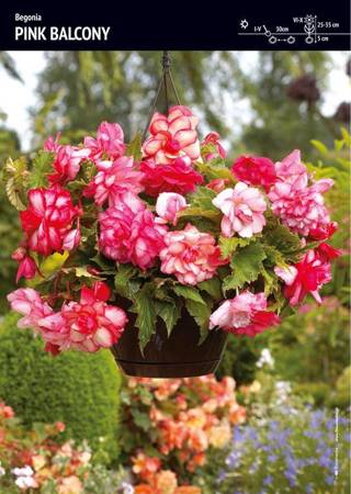 Begonia Zwisająca Pełna Pachnąca Pink Balcony 3 szt.