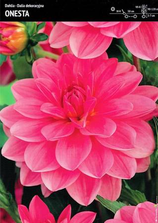 Dahlia- Dalia Onesta - 1 szt