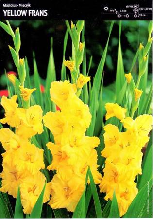 Gladiolus- Mieczyk Yellow Frans - 7 szt