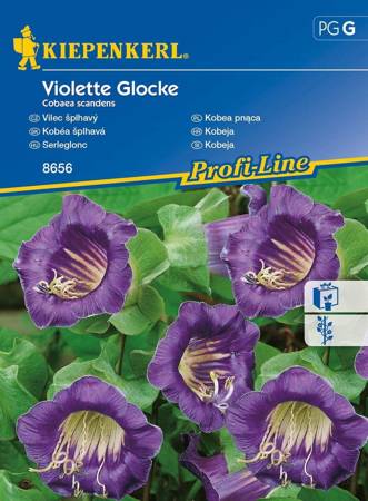 Kobea pnąca Violette Glocke Cobaea scandens