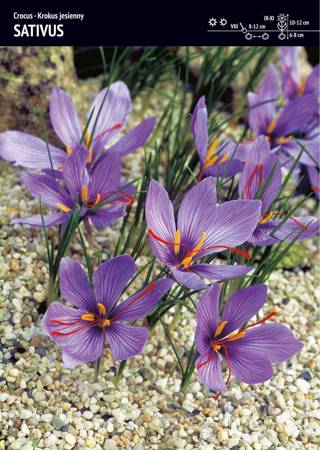 Krokus uprawny jesienny Sativus 25 sztuk