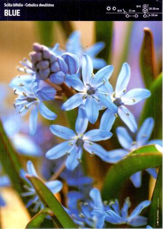 Scilla Bifolia - Cebulica Dwulistna ‘Blue’ - 7 szt.