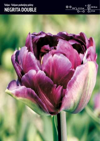 Tulipan Negrita Double 15 szt.